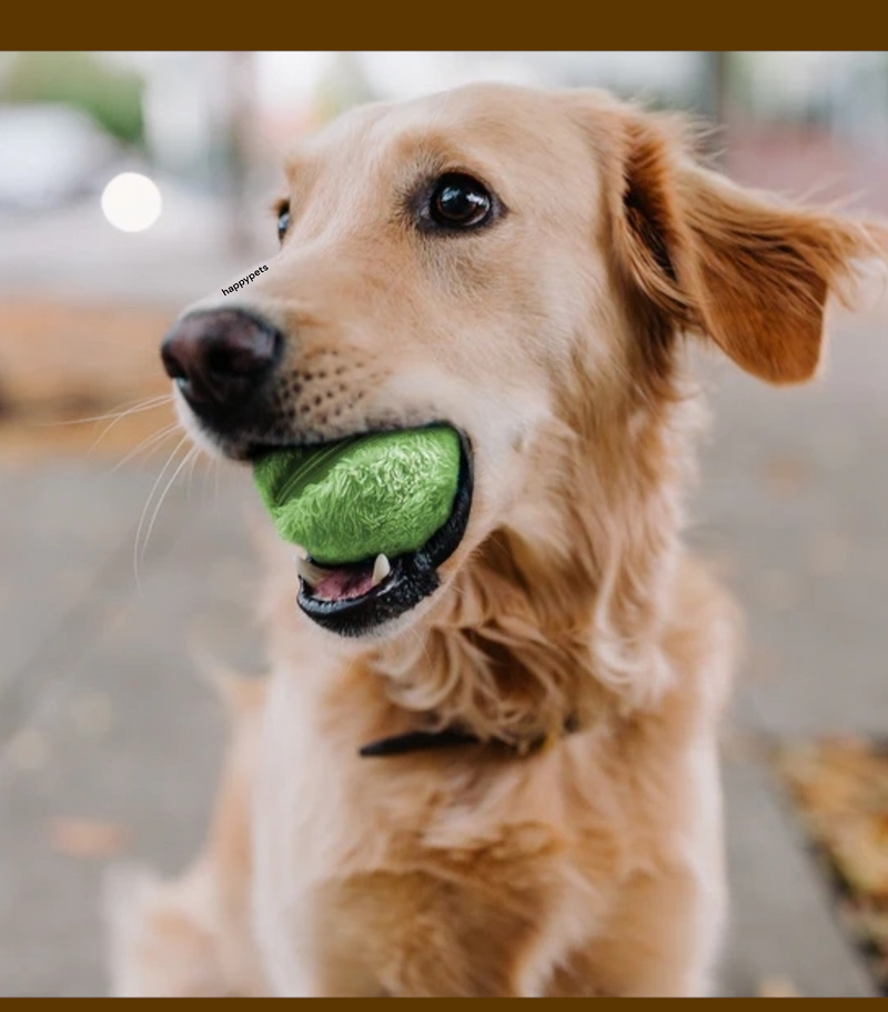 PELOTA INTERACTIVA PARA MASCOTAS + REGALOS